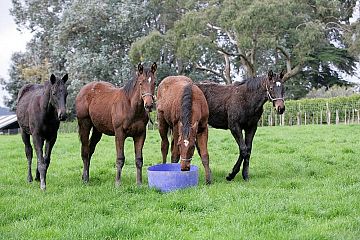 Weanlings at Whitford