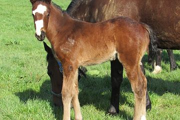 Ribchester x Spirit of Gold, b.f