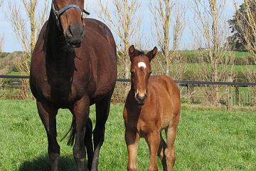 Almanzor x Lady Cartier, b c