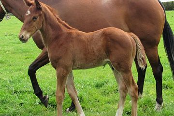 Ribchester x Busted Love, Ch.c