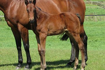 Ardrossan x Joy of Life, b.f