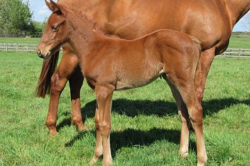 Ribchester x She is all Fashion, ch.f