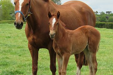 Ribchester x Fullinbloom, ch.f