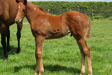 Almanzor x Rockabyebaby, ch.c