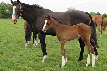 Eminent x Powerfilly, b.c