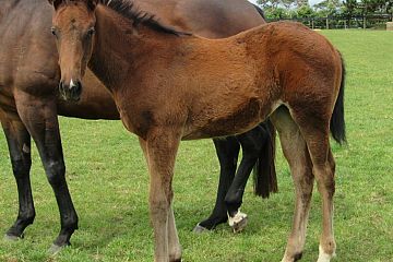 Ribchester x O'Pristine, b.f