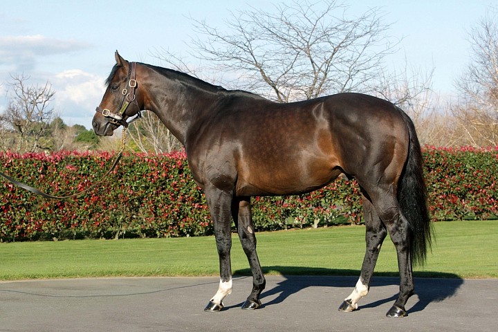 24th Stakes Winner for Showcasing