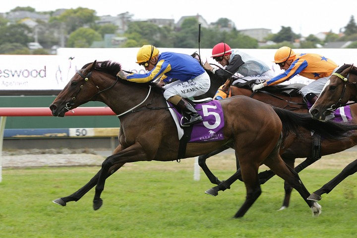 Haunui Stallions Dominating 2YO Features