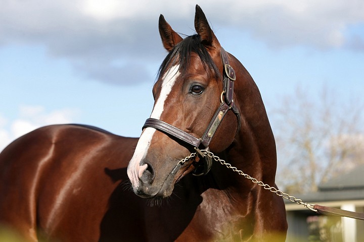 Belardo's Sire Lope De Vega Making his Mark in Australia