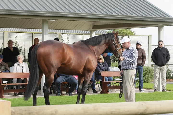 Auckland NZTBA Stallion Parade & Awards Lunch