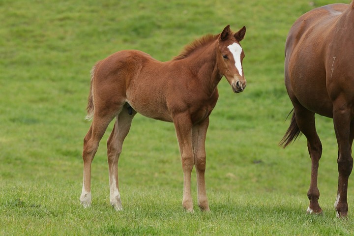 Belardo Foals Continue to Impress