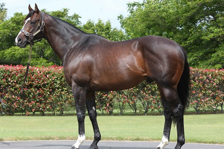 Showcasing 2YO's Dominate in Europe