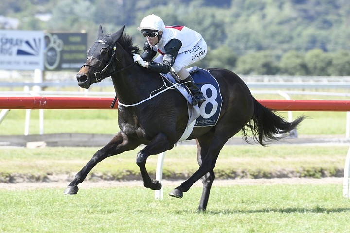 Marzemino Impresses at Ellerslie