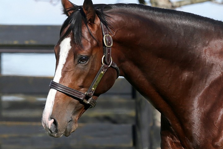 Bred to Win Feature - Haunui Farm