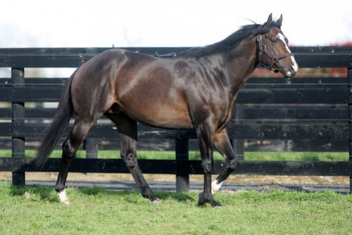 Showcasing Shines At Royal Ascot