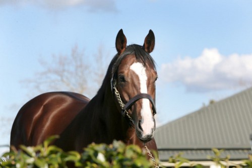 Preview Belardo's First Crop Foals