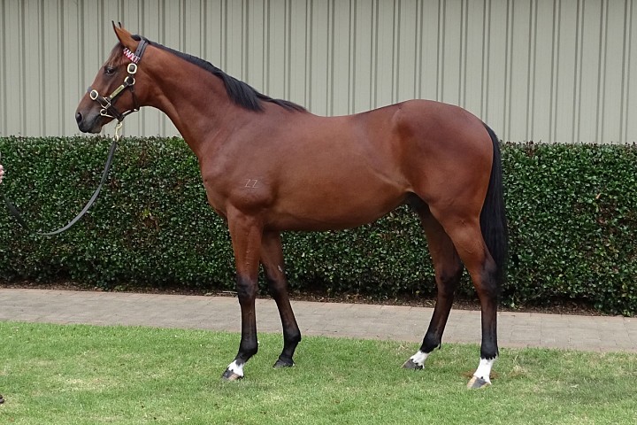 Karaka 2020 Feature Yearling - Lot 86