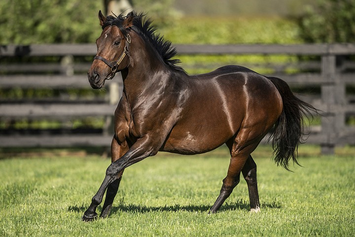 Champion Miler & 4-time G1 Winner to Replace Iffraaj at Haunui in 2020