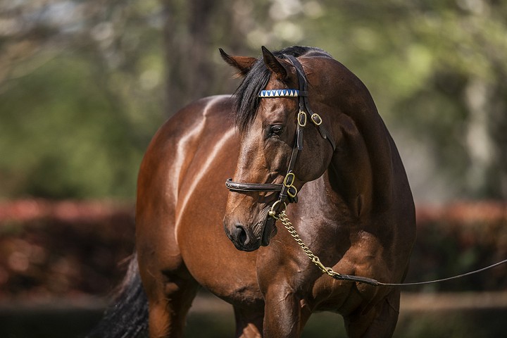 Haunui Farm Stallion Parade