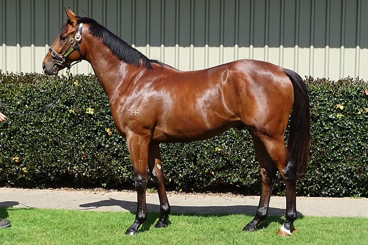 Haunui 2YO's Feature in Lilywhites Lodge RTR Draft