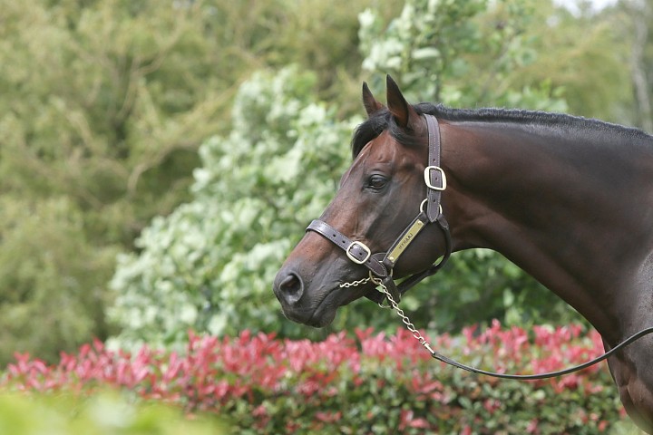 Iffraaj Filly Karaka Million-bound