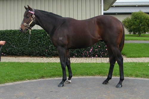 Nice Yearling Opportunities At Karaka May Sale