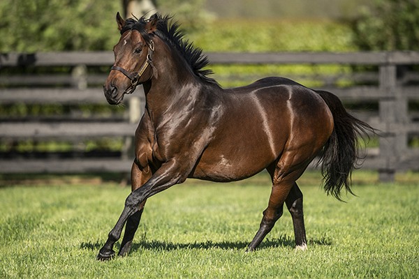 Impressive First SH Winner for Ribchester