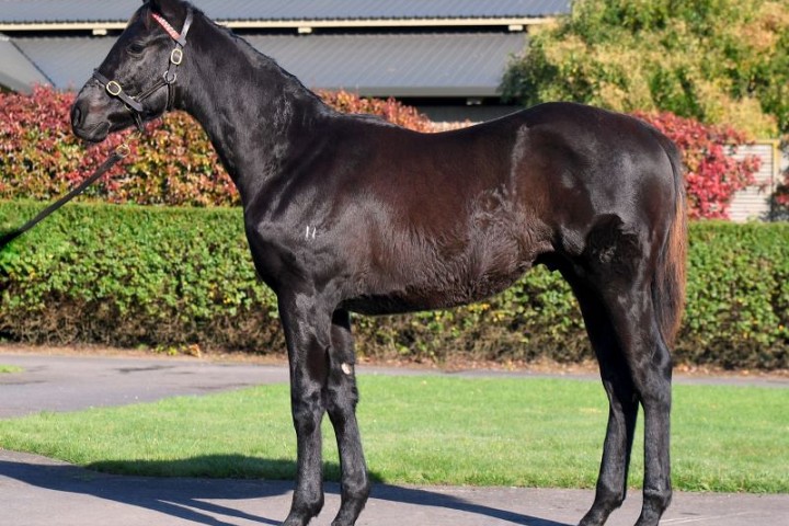 Haunui delighted with 2024 weanling draft