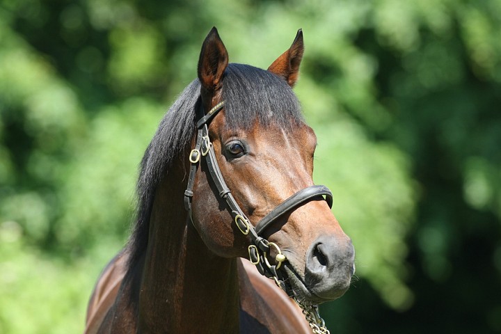 Iffraaj sires his 100th individual Stakes winner