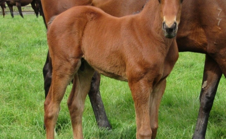 2024 Foals