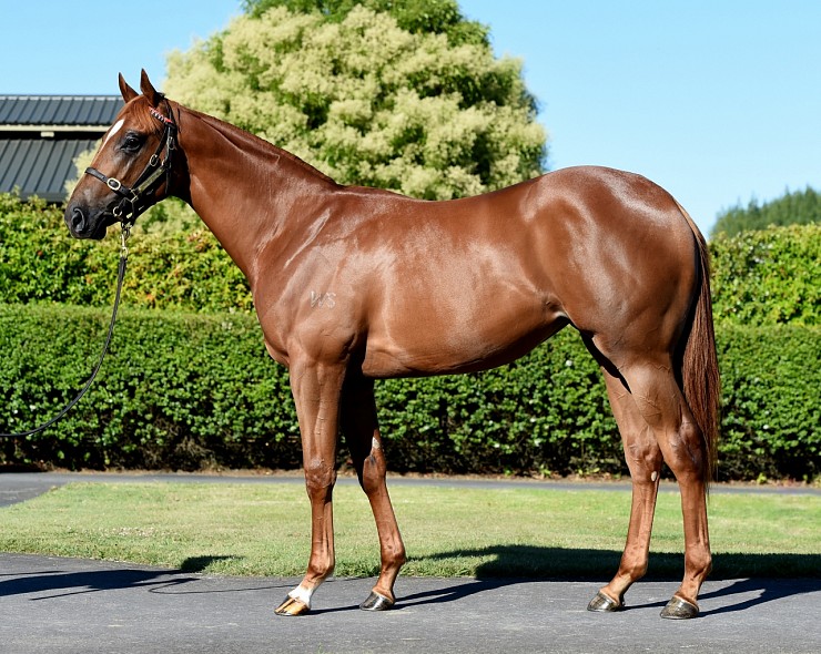 Lot: 32, Chestnut Filly