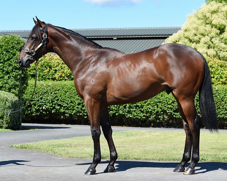 Lot: 53, Bay Colt