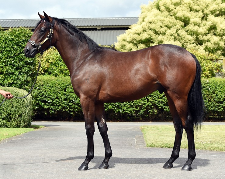 Lot: 104, Bay Colt