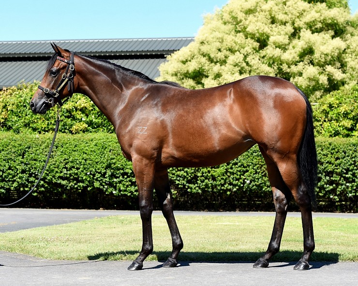 Lot: 123, Bay Filly