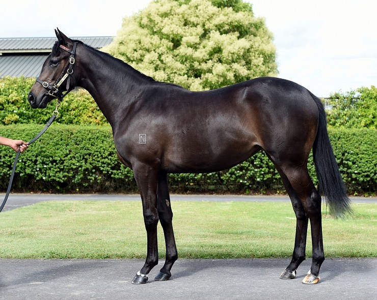 Lot: 164, Bay Filly