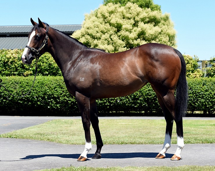 Lot: 201, Bay Filly