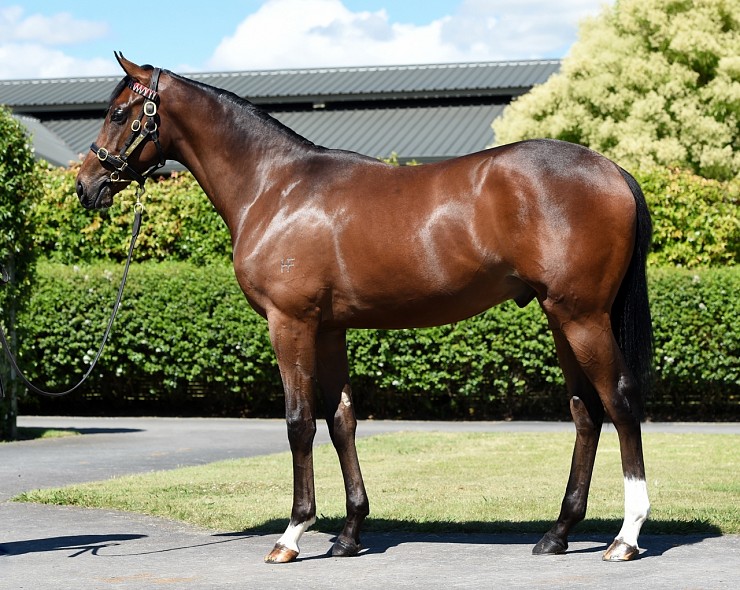 Lot: 204, Bay Colt