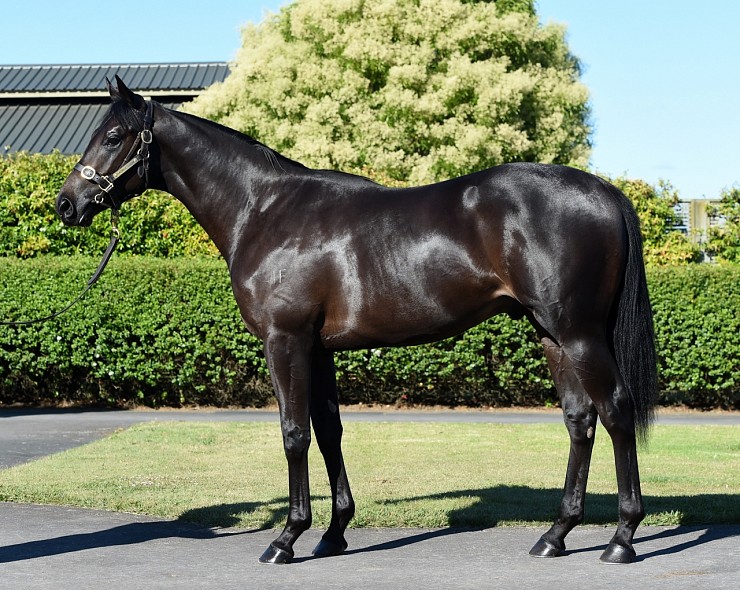 Lot: 316, Brown Colt