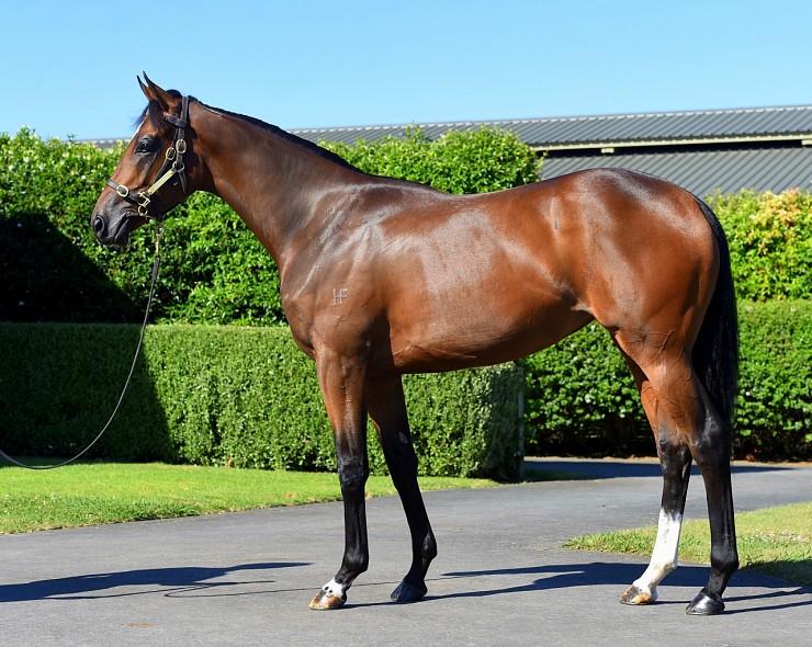 Lot: 323, Bay Filly