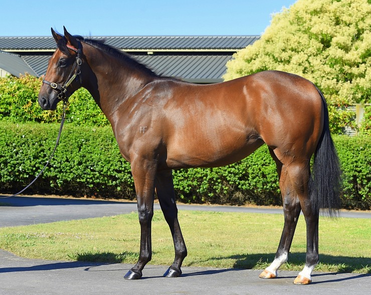 Lot: 361, Bay Filly