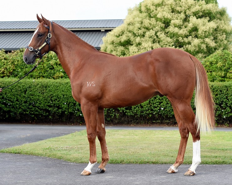 Lot: 384, Chestnut Colt