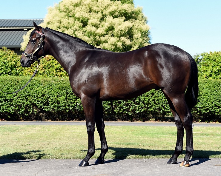 Lot: 412, Brown Colt