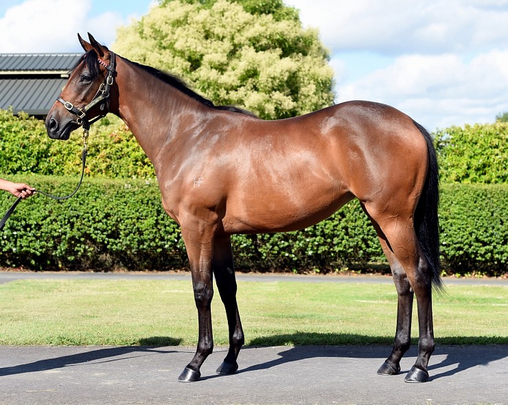 Lot: 450, Bay Filly