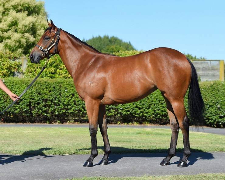 Lot: 482, Bay Filly