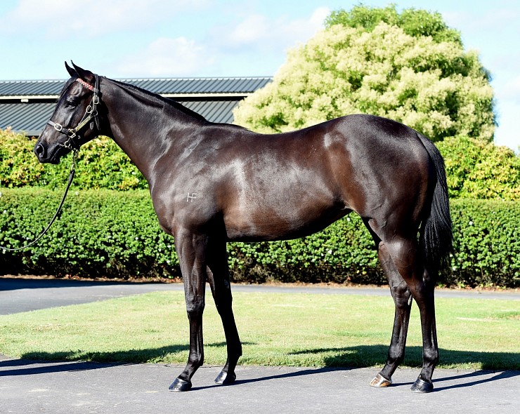 Lot: 489, Brown Filly