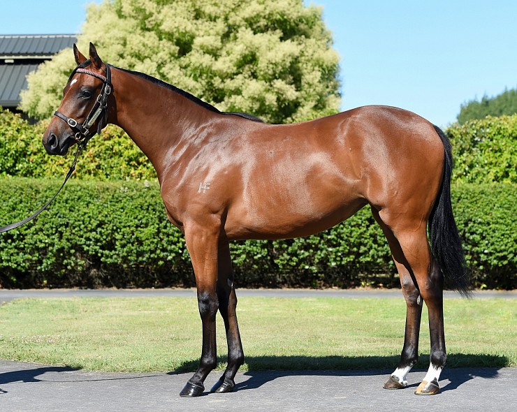 Lot: 492, Bay Filly