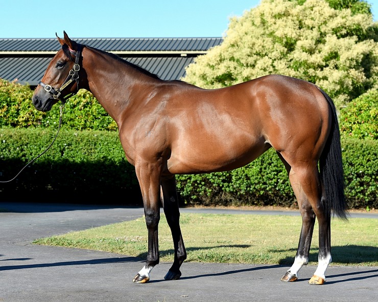 Lot: 530, Bay Filly