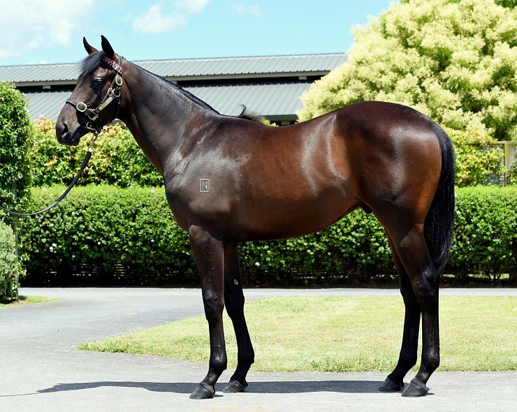 Lot: 547, Bay Colt