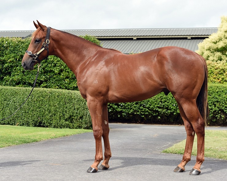 Lot: 608, Chestnut Colt