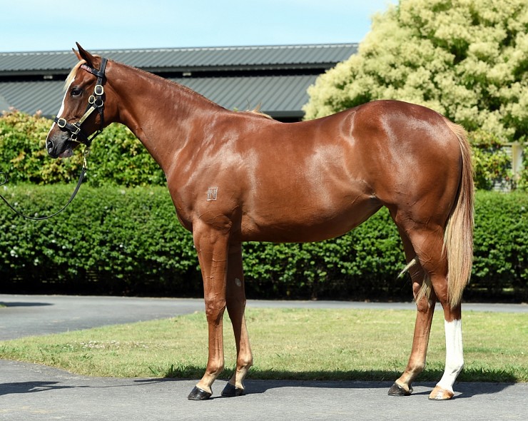 Lot: 715, Chestnut Filly